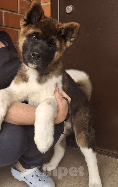 Собаки в Москве: Щенок американской акиты  Мальчик, 50 000 руб. - фото 3