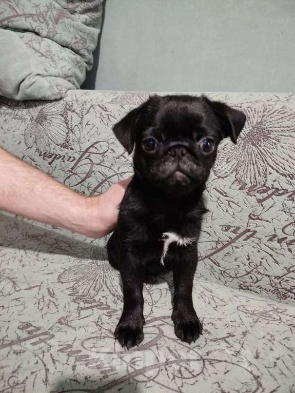 Собаки в Бийске: Продам щенка мопса, девочка.  Девочка, 10 000 руб. - фото 3