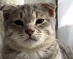 Кошки в Краснодаре: Котенок в добрые руки Мальчик, Бесплатно - фото 4