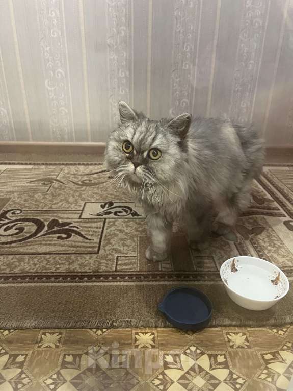 Кошки в Челябинске: Кошечка ищет хозяев Девочка, Бесплатно - фото 2