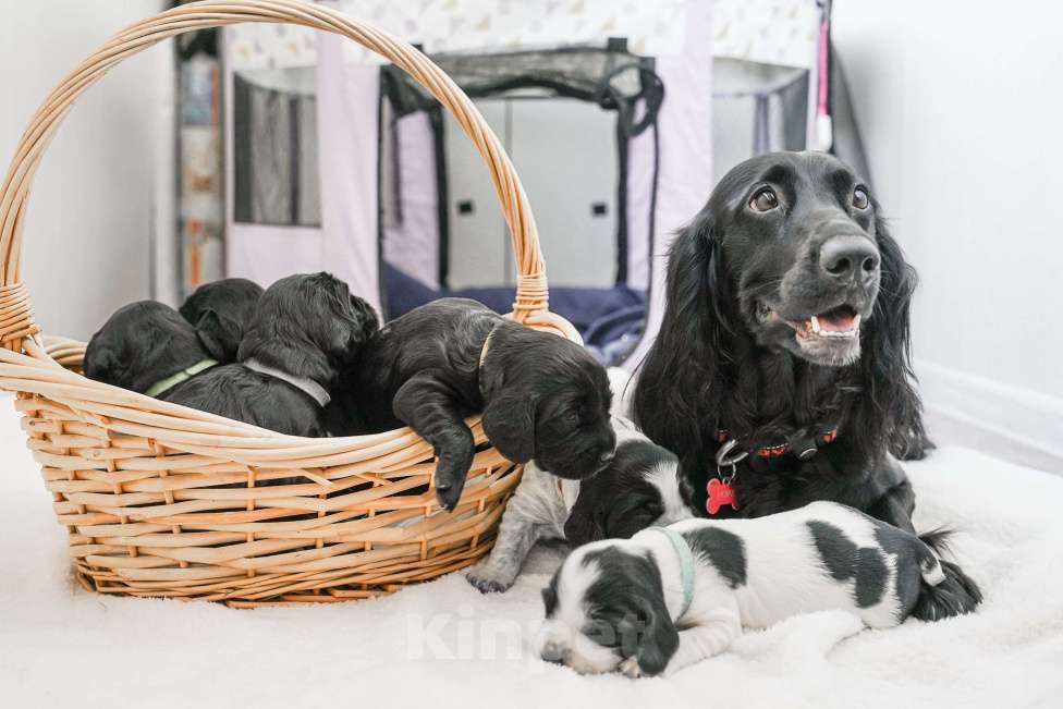 Собаки в Владивостоке: Щенки русского охотничьего спаниеля Мальчик, 50 000 руб. - фото 8