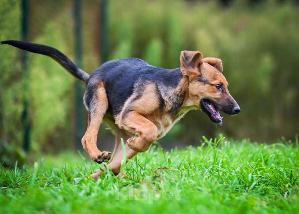 Собаки в других городах Московской области: Тот, кто украдет Ваше сердце:) Мальчик, Бесплатно - фото 4