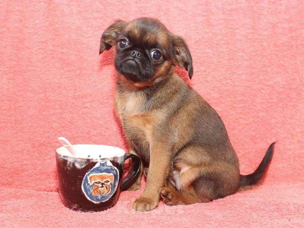 Собаки в Санкт-Петербурге: Улыбка Девочка, 80 000 руб. - фото 5