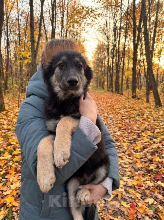 Собаки в Москве: Ищем дом щенкам метисикам Мальчик, Бесплатно - фото 3