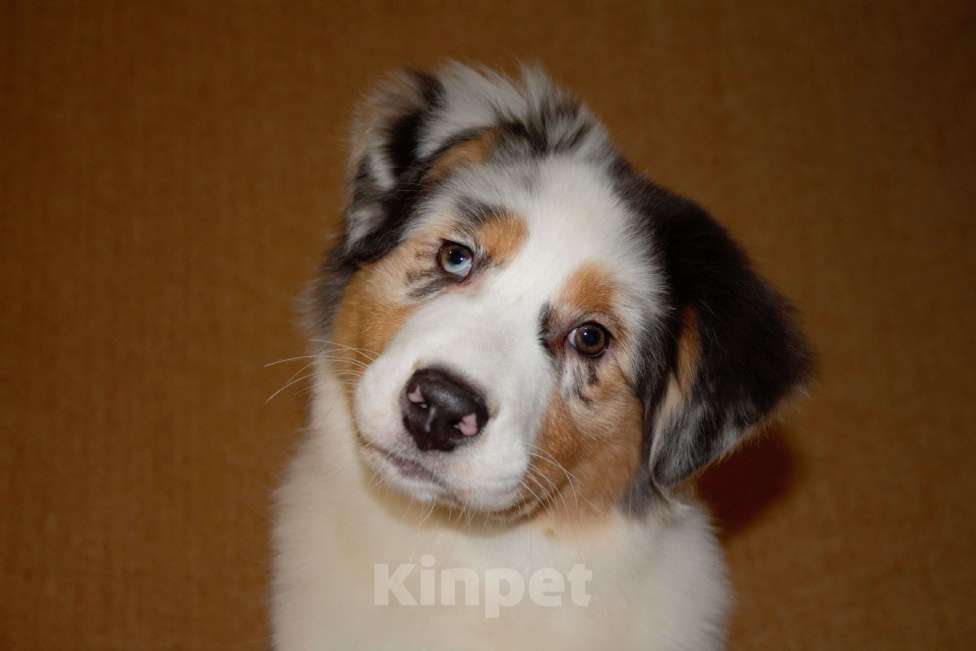 Собаки в других городах Московской области: Австралийская овчарка (аусси) Девочка, 50 000 руб. - фото 8