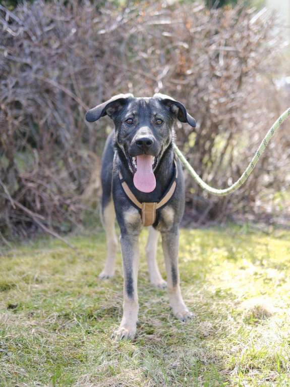 Собаки в Москве: Щенок Кай в добрые руки Мальчик, Бесплатно - фото 6