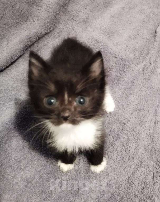 Кошки в Самаре: Кошечка черно-белая Девочка, Бесплатно - фото 2