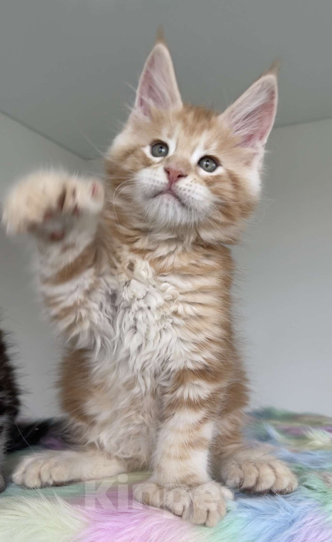 Кошки в Москве: Мейн кун полидакт  Мальчик, Бесплатно - фото 2