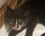 Кошки в Кудрово: Котята в добрые оуки Девочка, Бесплатно - фото 1