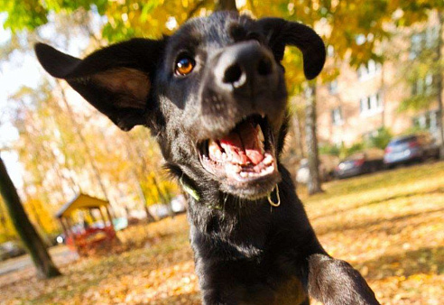 СПАЙК - верный компаньон и заводила