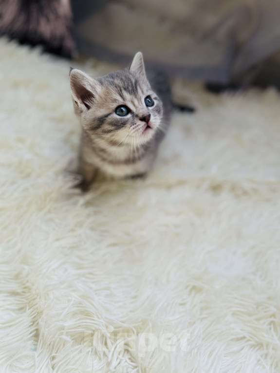 Кошки в Санкт-Петербурге: Шотландский котенок продажа Мальчик, 15 000 руб. - фото 10