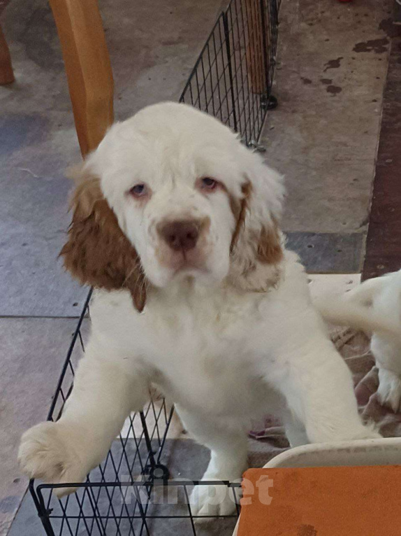 Собаки в Чите: Щенки кламбер спаниеля Разнополые, 50 000 руб. - фото 1