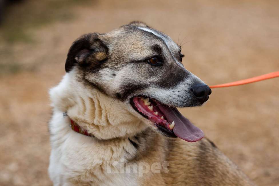 Собаки в Москве: Дейзи Девочка, Бесплатно - фото 6
