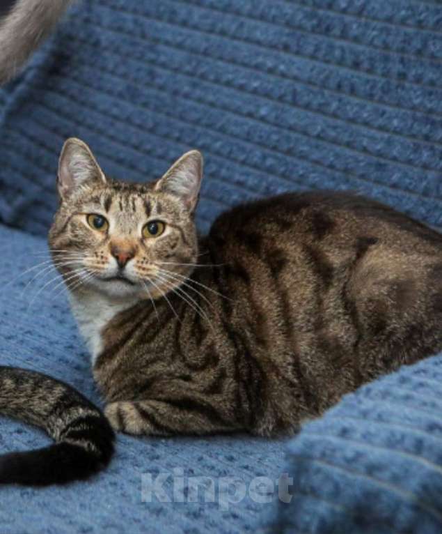 Кошки в Санкт-Петербурге: Кошечка Полоска ищет дом Девочка, Бесплатно - фото 3