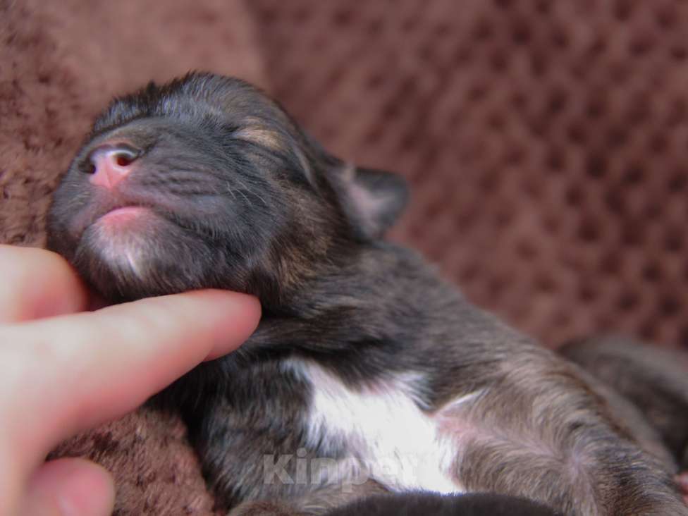 Собаки в Москве: Щенок Монгольского Банхара Мальчик, Бесплатно - фото 10