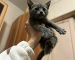 Кошки в Белгороде: Отдам бесплатно котенка Девочка, Бесплатно - фото 6