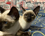 Кошки в Камызяке: Орики# ориентальные#грузины, 20 000 руб. - фото 6