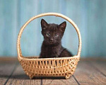 Кошки в Москве: Черный ласковый котенок Агат ищет дом Мальчик, Бесплатно - фото 1