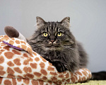 Кошки в Москве: кошка Тома в добрые руки Девочка, Бесплатно - фото 4