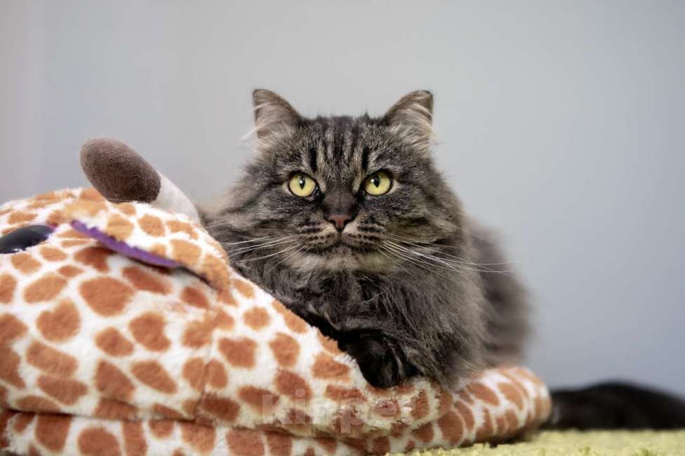 Кошки в Москве: кошка Тома в добрые руки Девочка, Бесплатно - фото 4