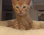 Кошки в Воронеже: Рыжие котята Мальчик, Бесплатно - фото 5