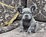 Собаки в Москве: Французский бульдог Флаффи девочка Девочка, 100 000 руб. - фото 3