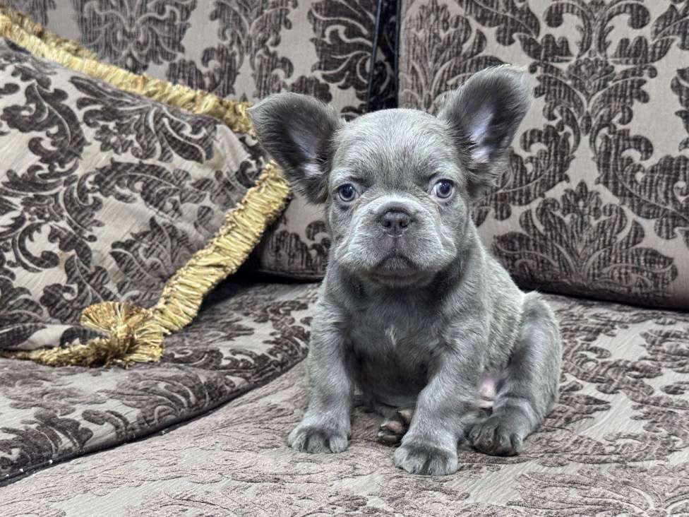 Собаки в Москве: Французский бульдог Флаффи девочка Девочка, 100 000 руб. - фото 3