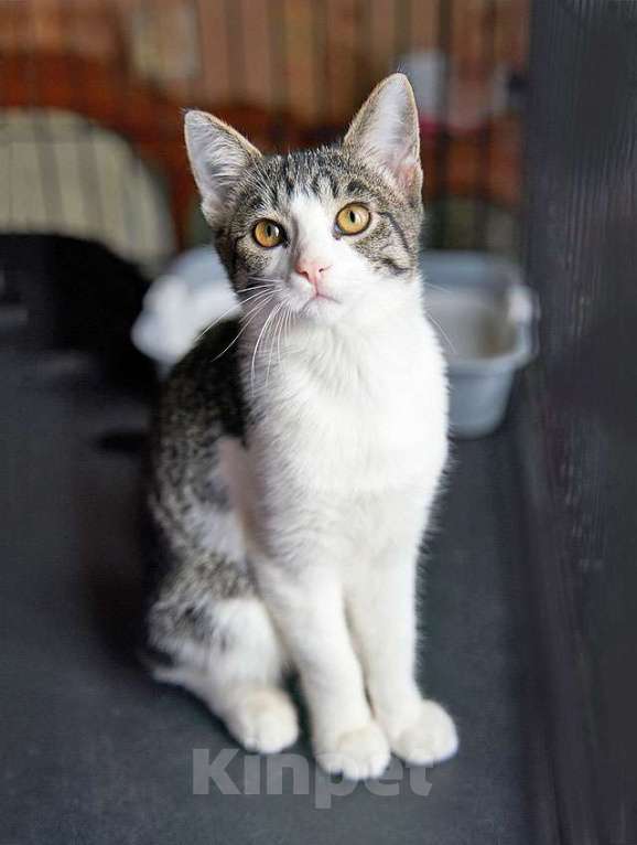 Кошки в Москве: Трогательный, нежный котенок-подросток Месси ищет дом Мальчик, Бесплатно - фото 2