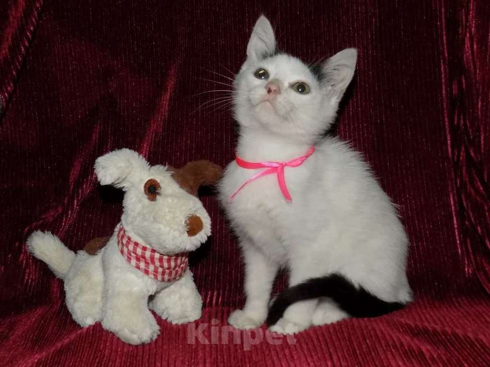 Кошки в Москве: Турецкий ван, котята Мальчик, 15 000 руб. - фото 8