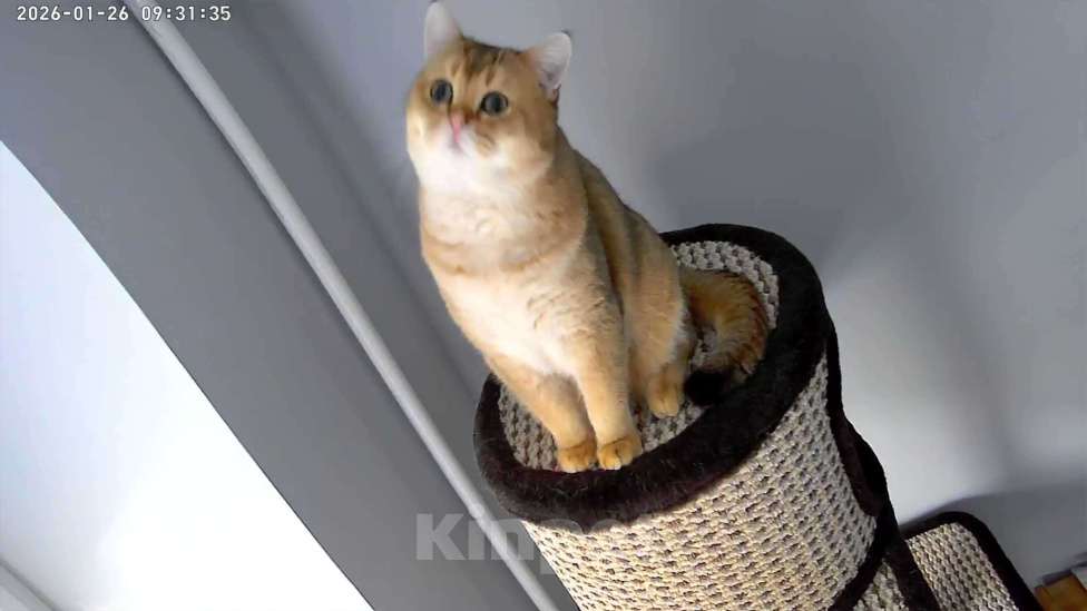 Кошки в Подольске: Кот для Вязки Мальчик, 6 000 руб. - фото 1