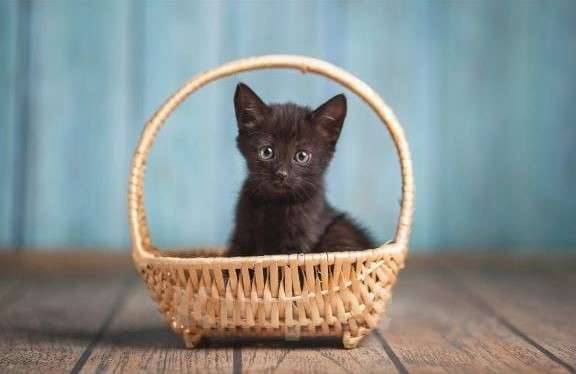 Кошки в Москве: Черный ласковый котенок Агат ищет дом Мальчик, Бесплатно - фото 1