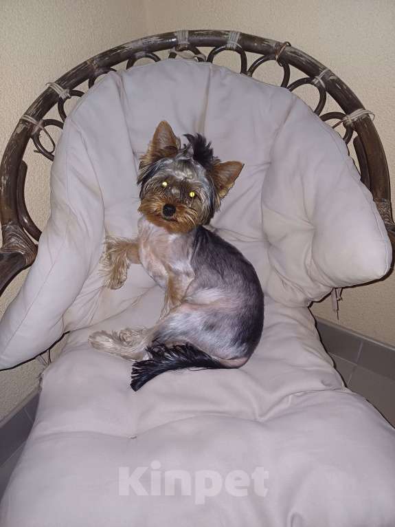 Собаки в Симферополе: Пропал наш мальчик Мальчик, 2 000 руб. - фото 4