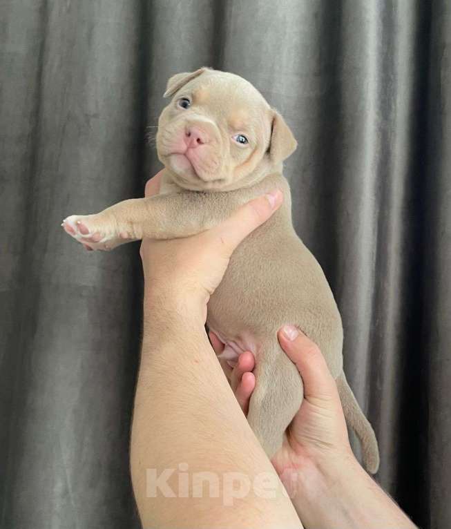Собаки в Воронеже: Щенок американского булли мальчик Мальчик, 100 000 руб. - фото 3