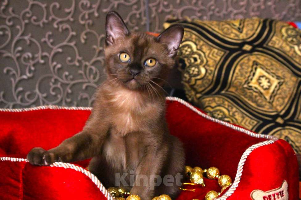 Кошки в Санкт-Петербурге: Бурманский котёнок  Девочка, Бесплатно - фото 2