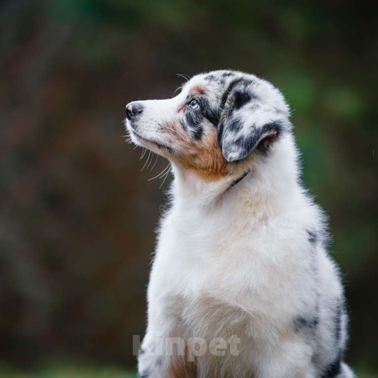 Собаки в Звенигороде: Австралийская овчарка (аусси) Мальчик, 90 000 руб. - фото 6