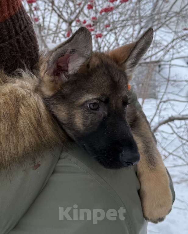 Собаки в Сургуте: Немецкая овчарка рабочего разведения Мальчик, Бесплатно - фото 2