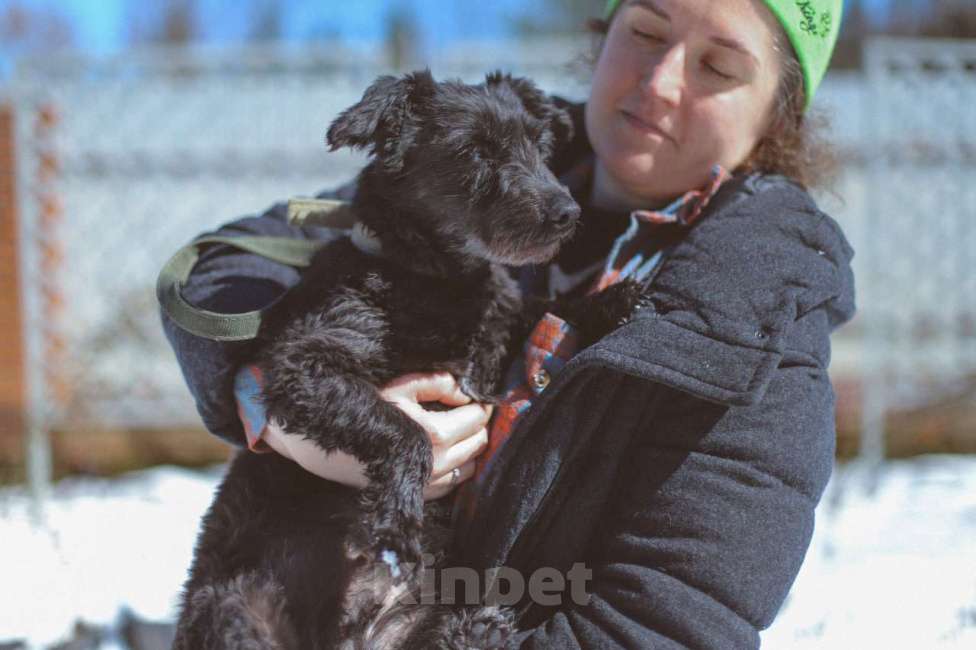 Собаки в Москве: Шанти, дружелюбная лохматая собачка в дар Девочка, Бесплатно - фото 5