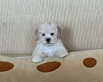 Собаки в Ростове-на-Дону: Щенок мальтипу f1 Мальчик, 40 000 руб. - фото 4
