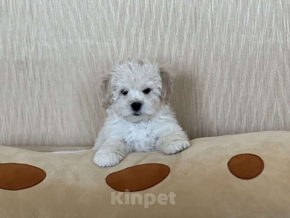 Собаки в Ростове-на-Дону: Щенок мальтипу f1 Мальчик, 40 000 руб. - фото 4