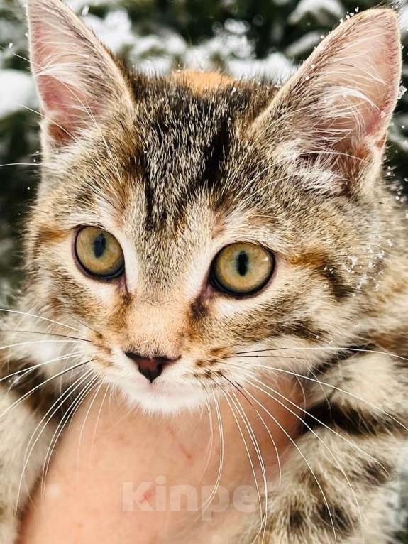 Кошки в Новосибирске: Котенок девочка полосатая Девочка, 5 руб. - фото 1