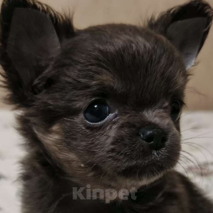 Собаки в Москве: Чихуахуа девочка Девочка, 83 000 руб. - фото 1