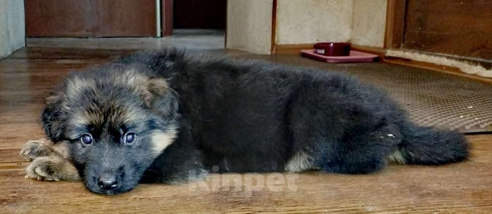 Собаки в Москве: Щенки немецкой длинношерстной овчарки  Мальчик, Бесплатно - фото 4