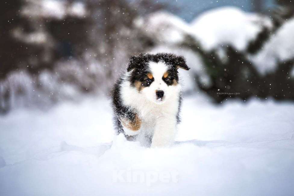 Собаки в Москве: Щенки Австралийской овчарки Мальчик, 50 000 руб. - фото 3