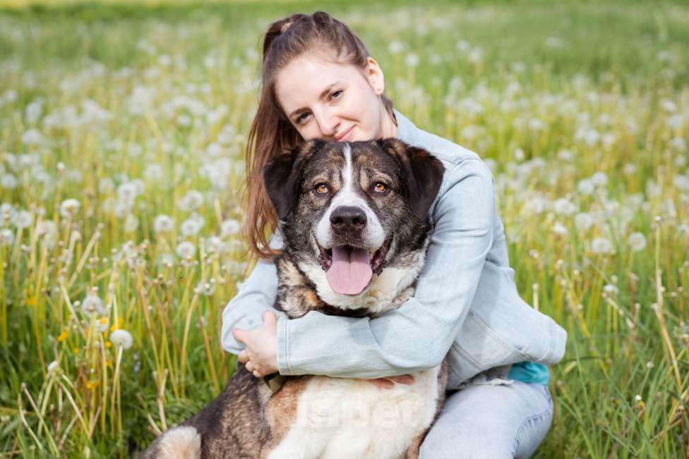 Собаки в Москве: Собака прошедшая СВО и избежавшая усыпления в поисках самого лучшего дома! Девочка, Бесплатно - фото 7
