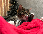 Кошки в Красноярске: Кошка с добрые руки Девочка, Бесплатно - фото 4