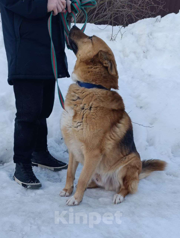 Собаки в Москве: Арчибальд ищет семью, 3 года, Привит, Кастрирован  Мальчик, Бесплатно - фото 4
