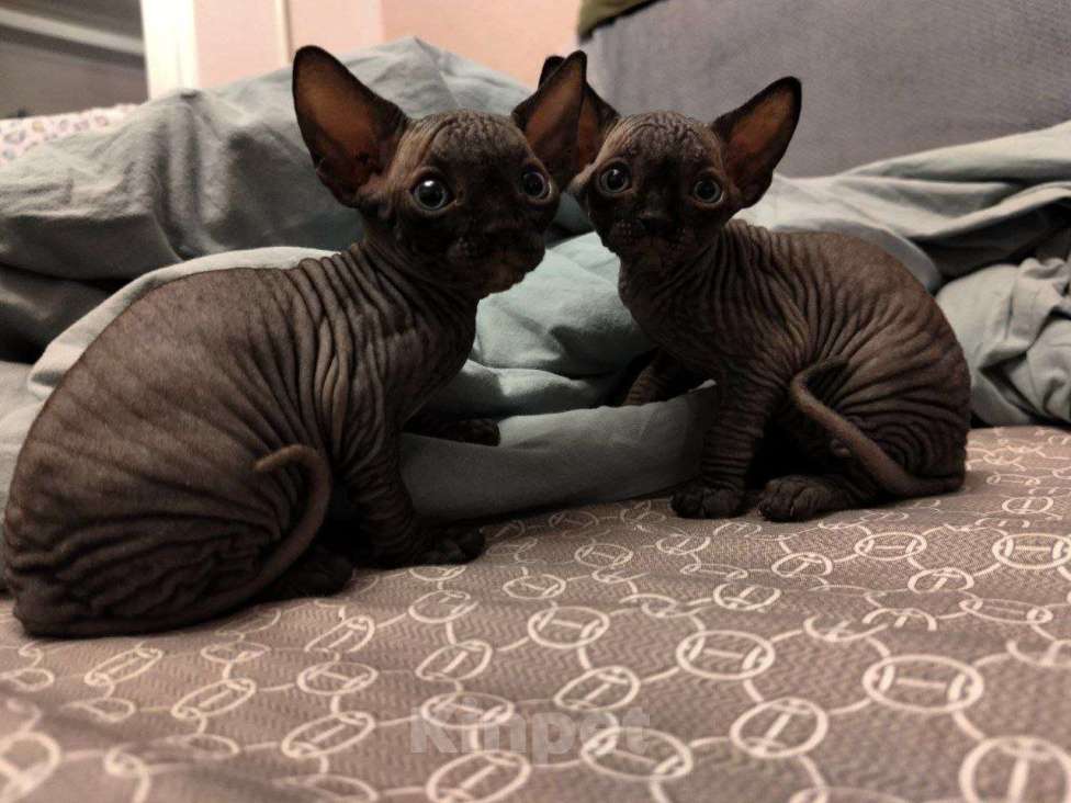 Кошки в Люберцах: Канадский сфинкс Разнополые, 15 000 руб. - фото 3