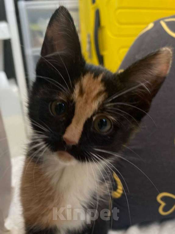 Кошки в Москве: Ищу дом Девочка, Бесплатно - фото 1