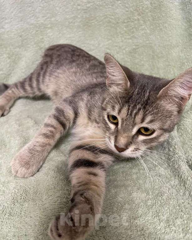 Кошки в Москве: Серебристый котенок-девочка в дар Девочка, Бесплатно - фото 2