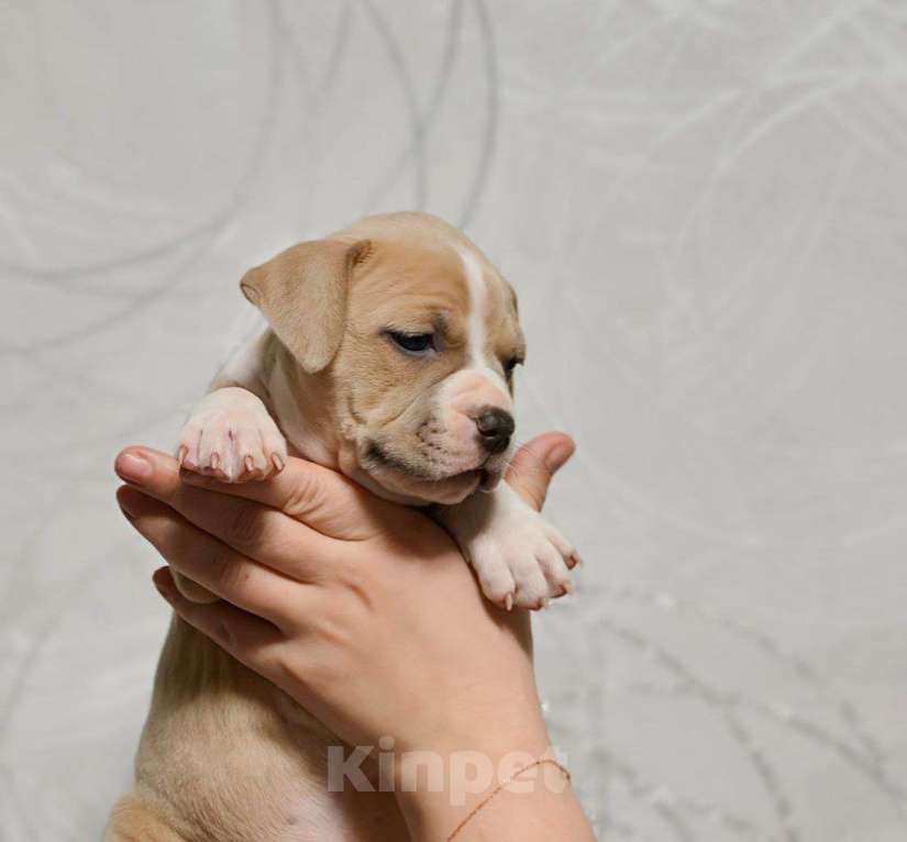 Собаки в Москве: Нежная девочка амстаффа Девочка, 80 000 руб. - фото 2